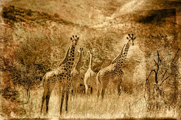 Girafes Giraffa Camelopardalis Dans Delta Okavango Botswana Afrique — Photo