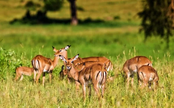 Impala Antelopes Parque Nacional Kruger Sudáfrica — Foto de Stock