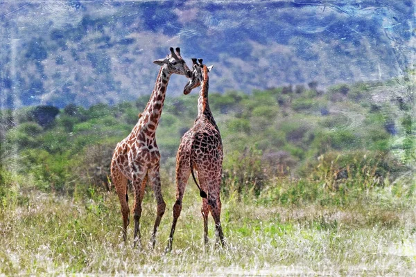 Zürafalar Giraffa Camelopardalis Botsvana Afrika Okavango Deltası Nda — Stok fotoğraf