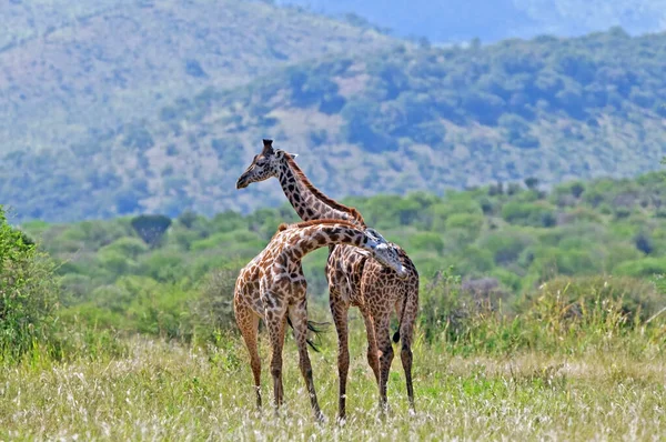 Žirafy Giraffa Camelopardalis Deltě Okavango Botswaně Afrika — Stock fotografie