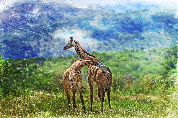 Żyrafy Giraffa Camelopardalis Delcie Okavango Botswanie Afryka — Zdjęcie stockowe