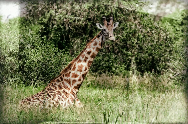 Żyrafy Giraffa Camelopardalis Delcie Okavango Botswanie Afryka — Zdjęcie stockowe