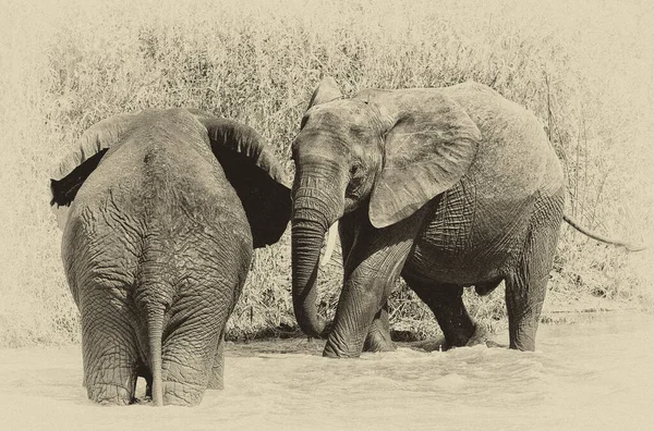 Elefantes Africanos Parque Nacional Kruger África Sul — Fotografia de Stock