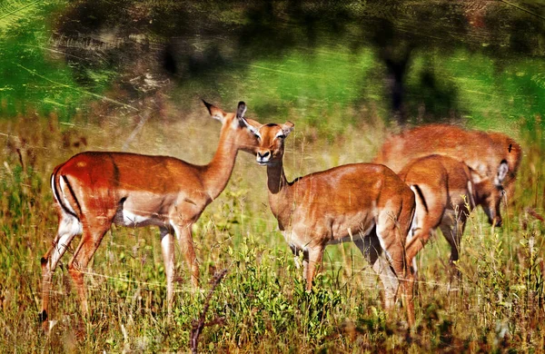 Impala Antelopes ในอ ทยานแห งชาต เกอร แอฟร กาใต — ภาพถ่ายสต็อก