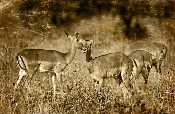 Impala Antelopes Kruger National Park Νότια Αφρική — Φωτογραφία Αρχείου