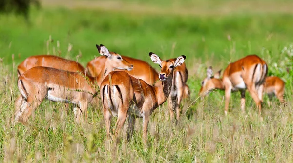 Impala Antelopes Kruger Nemzeti Parkban Dél Afrika — Stock Fotó