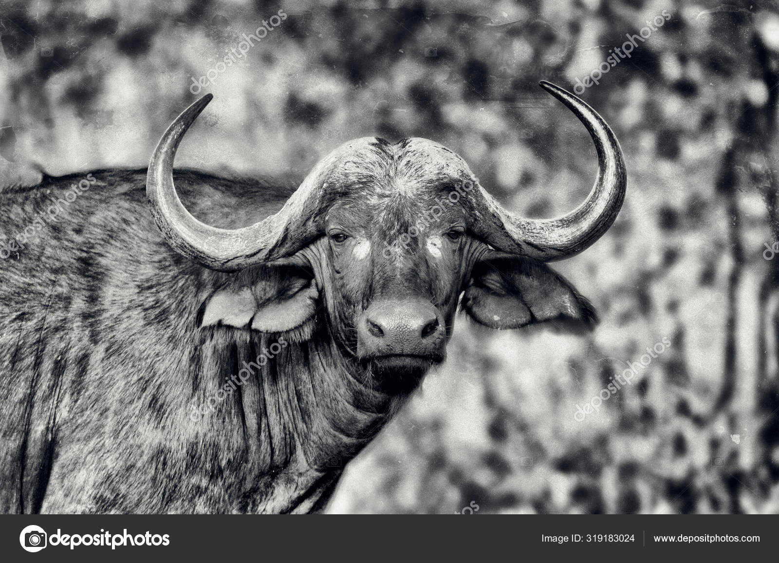 African Buffalo Cape Buffalo Kruger Park Northeastern South Africa Stock Photo ©palko72
