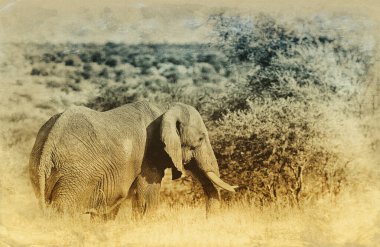 Serengeti Ulusal Parkı, Tanzanya 'da dev bir Afrika fili