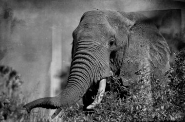 Serengeti Ulusal Parkı, Tanzanya 'da dev bir Afrika fili