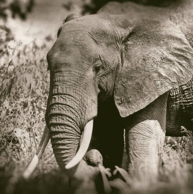 Serengeti Ulusal Parkı, Tanzanya 'da dev bir Afrika fili