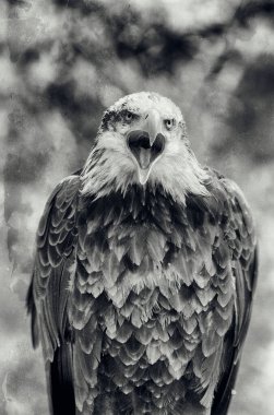 Afrika Kartalı (Haliaeetus vocifer))