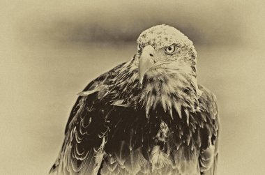 Afrika Kartalı (Haliaeetus vocifer))