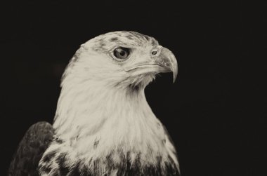 Afrika Kartalı (Haliaeetus vocifer))