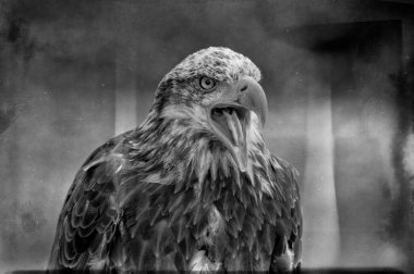 Afrika balık kartalı (Haliaeetus vocifer))