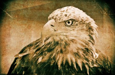 Afrika balık kartalı (Haliaeetus vocifer))