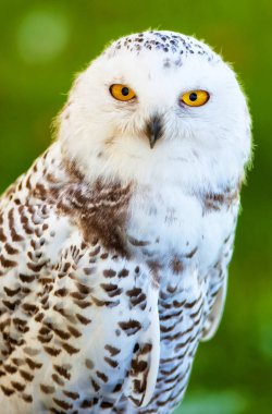 Yazın karlı baykuş (Bubo scandiacus)