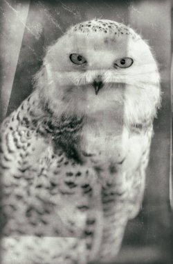 Yazın karlı baykuş (Bubo scandiacus)