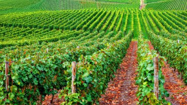 Güzel yeşil üzüm bağı, hasattan önce sonbahar manzarası 