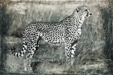 Genç çita doğal ortamında.