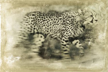 Genç çita doğal ortamında.