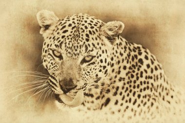 Okavango Deltası 'ndaki doğal ortamında leopar portresi.