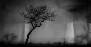 Güney Afrika 'daki Kruger Ulusal Parkı' nda, eğimli gökyüzünün önündeki kuru ağaçlar. Gürültülü siyah ve beyaz montajlanmış resim