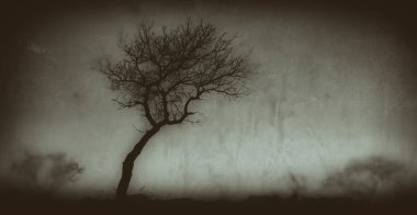 Güney Afrika 'daki Kruger Ulusal Parkı' nda, eğimli gökyüzünün önündeki kuru ağaçlar. Gürültülü siyah ve beyaz montajlanmış resim