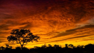 Kruger Ulusal Parkı, Güney Afrika 'da büyük bir ağaçla gün batımının muhteşem bir fotoğrafı..