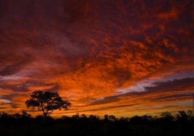 Kruger Ulusal Parkı, Güney Afrika 'da büyük bir ağaçla gün batımının muhteşem bir fotoğrafı..