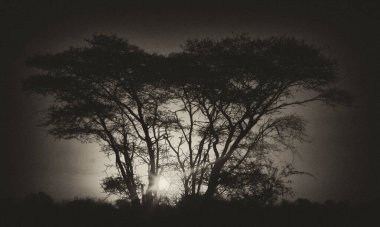 Güney Afrika 'daki Kruger Ulusal Parkı' nda ağaçların arasından güneş batıyor. Siyah ve Beyaz Düzenleme