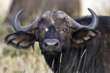 Kuzey Afrika 'daki Kruger Ulusal Parkı' nda Afrika bufalosu ya da bufalo.