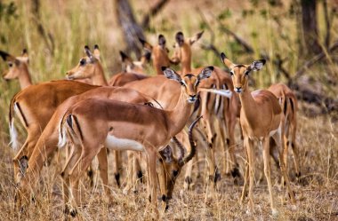 Kenya savanındaki İmpala Antilobu