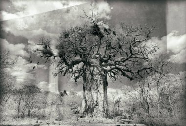 Çıplak ağaçlı eski grunge vintage tarzı arkaplan