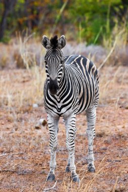 Kruger Ulusal Parkı, Güney Afrika 'da tek bir zebranın fotoğrafı.