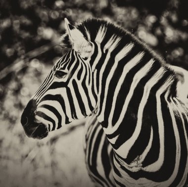 Zebranın kafasının doğal arka planla yakın plan görüntüsü. Yaşlandırılmış fotoğraf düzenleme 