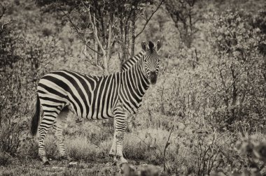 Parlak renkli arka planı olan tek bir zebranın resmi. Bağbozumu etkisi, siyah ve beyaz