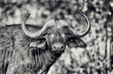 Kuzey Afrika 'daki Kruger Ulusal Parkı' nda Afrika bufalosu ya da bufalo.