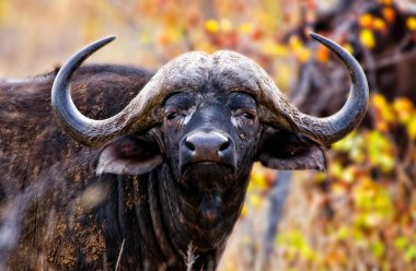 Kuzey Afrika 'daki Kruger Ulusal Parkı' nda Afrika bufalosu ya da bufalo.