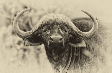 Kuzey Afrika 'daki Kruger Ulusal Parkı' nda Afrika bufalosu ya da bufalo.