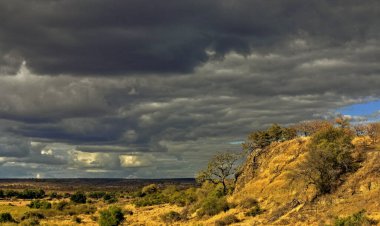 Güney Afrika 'daki Kruger Ulusal Parkı' nda Afrika manzarası
