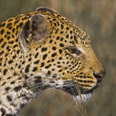 Okavango Deltası 'ndaki doğal ortamında leopar portresi.