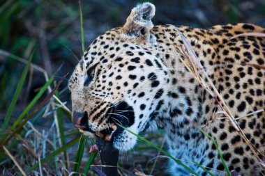 Botswana 'daki Okavango-delta' da çita, manzarayı kapat.