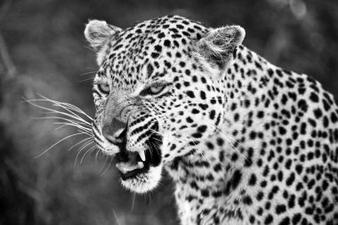 Botswana 'daki Okavango-delta' da çita, manzarayı kapat.