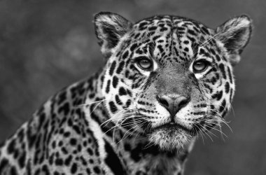 Okavango Deltası 'ndaki doğal ortamında leopar portresi.