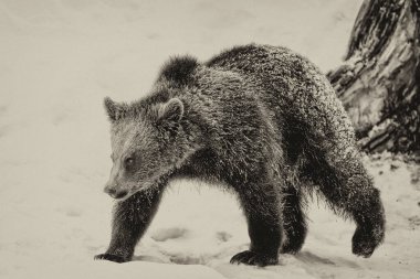 Kahverengi Ayılar (Ursus arctos) Bayerischer Wald Ulusal Parkı, Bayern, Almanya