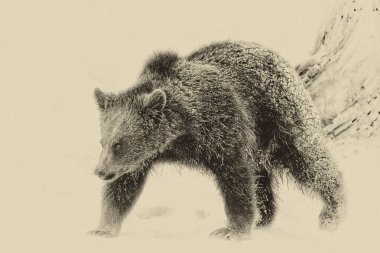 Kahverengi Ayılar (Ursus arctos) Bayerischer Wald Ulusal Parkı, Bayern, Almanya