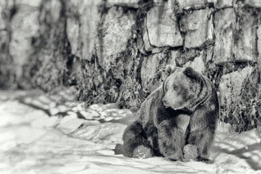 Vintage style image of a Brown Bear (Ursus arctos) in the Bayerischer Wald National Park, Bayern, Germany clipart