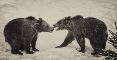 Kahverengi Ayılar (Ursus arctos) Bayerischer Wald Ulusal Parkı, Bayern, Almanya