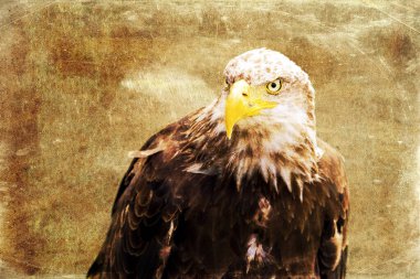 Afrika balık kartalı (Haliaeetus vocifer))