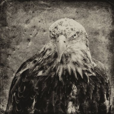 Afrika balık kartalı (Haliaeetus vocifer))